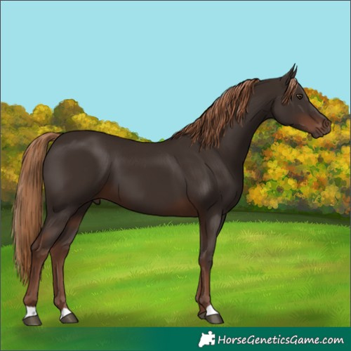 Horse Color:Liver Chestnut