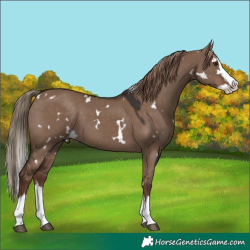 Horse Color:White Spotted Liver Red Dun Splash