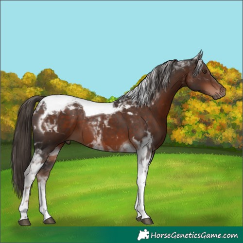 Horse Color:Liver Chestnut Tobiano
