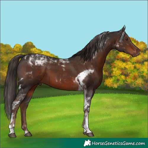 Horse Color:Liver Chestnut Tobiano Rabicano