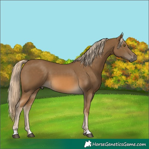 Horse Color:Chocolate Palomino 