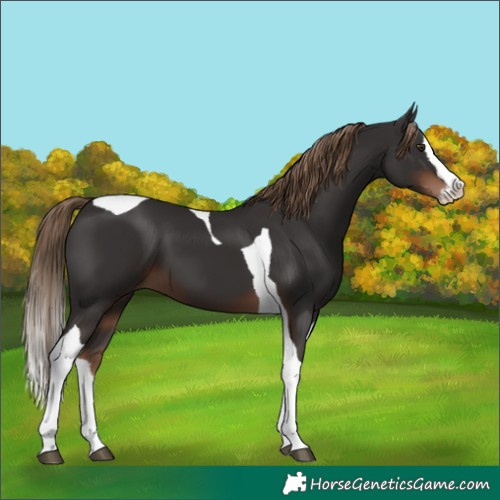 Horse Color:Liver Chestnut Splash Tobiano