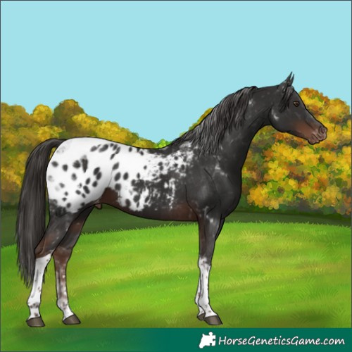 Horse Color:Liver Chestnut Tobiano Blanket