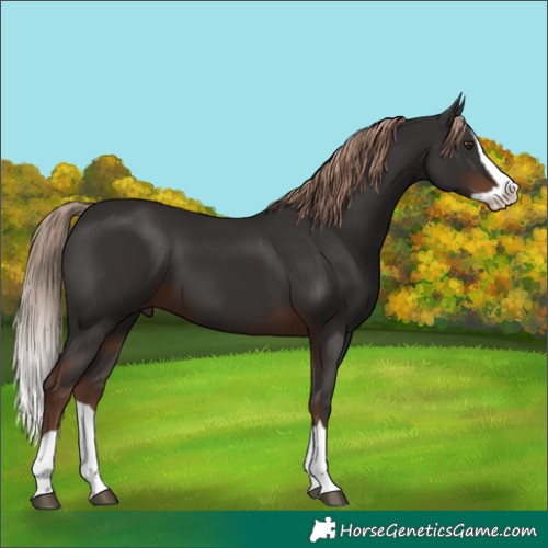 Horse Color:Liver Chestnut Splash