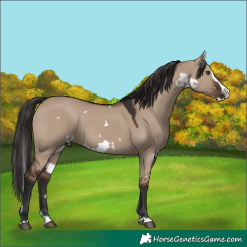 Horse Color:White Spotted Liver Red Dun Splash