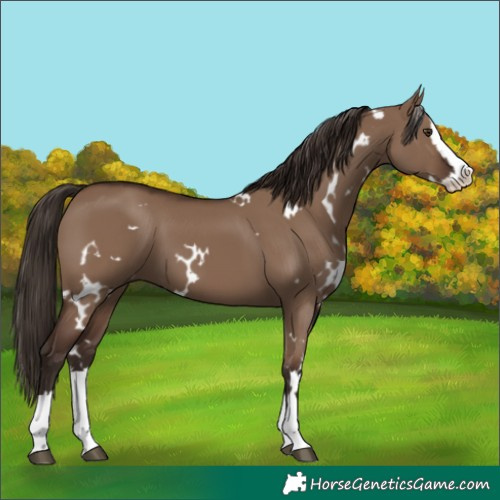Horse Color:White Spotted Liver Red Dun Splash