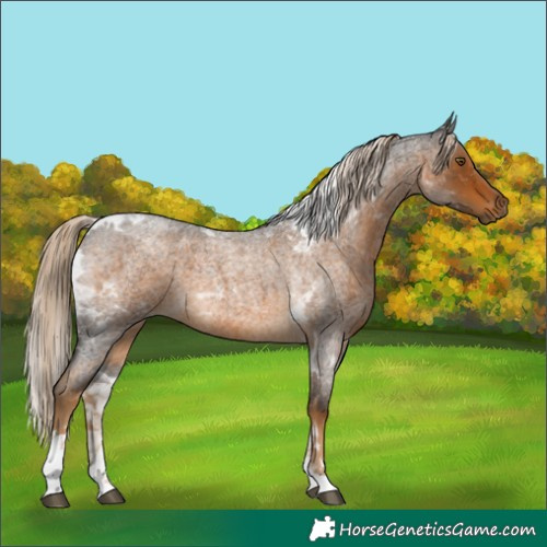 Horse Color:Chocolate Palomino Roan Tobiano