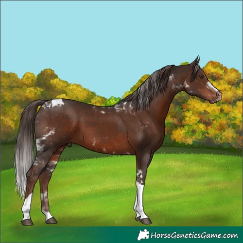 Horse Color:Liver Chestnut Tobiano