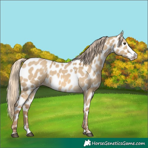 Horse Color:White Spotted Chocolate Palomino Dun Splash Appaloosa 