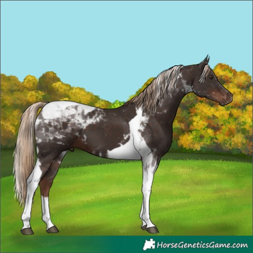 Horse Color:Liver Chestnut Tobiano 