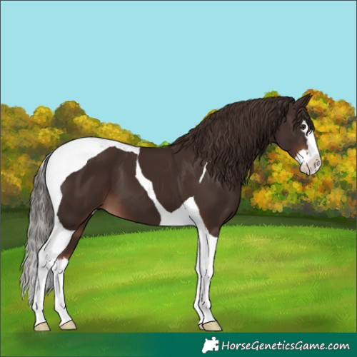 Horse Color:Liver Chestnut Splash Tobiano 
