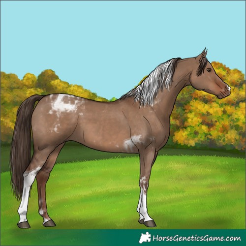 Horse Color:Liver Red Dun Tobiano