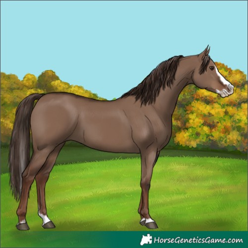 Horse Color:White Spotted Liver Red Dun Splash
