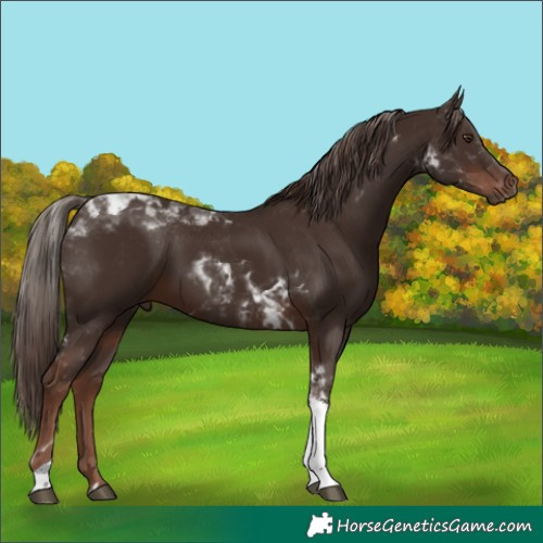 Horse Color:Liver Chestnut Tobiano 