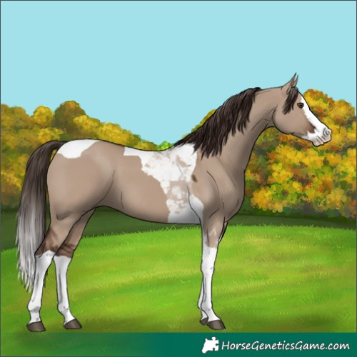 Horse Color:White Spotted Liver Red Dun Splash Tobiano 