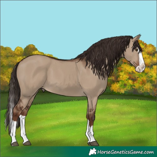 Horse Color:Liver Red Dun Splash