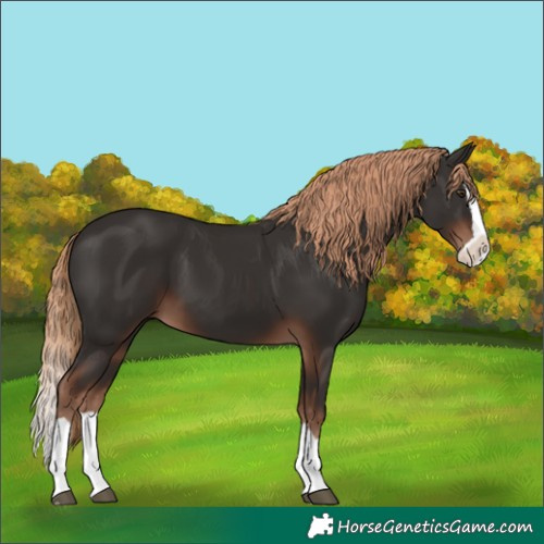 Horse Color:Liver Chestnut Splash