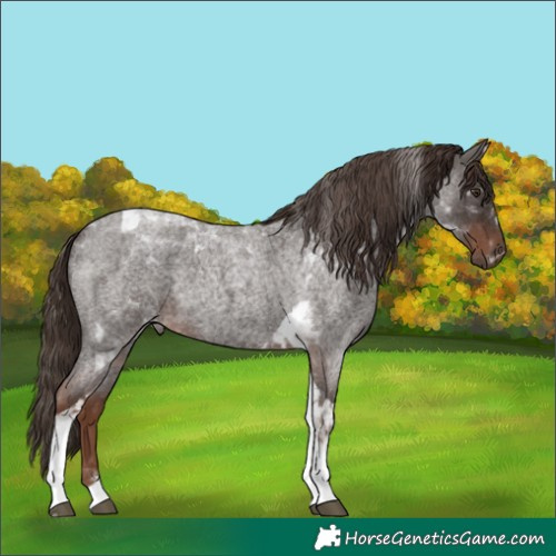 Horse Color:Liver Red Roan Tobiano