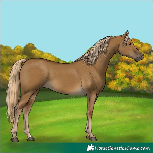 Horse Color:Chocolate Palomino Dun