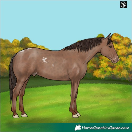 Horse Color:Classic Champagne Skewed LP Spotted
