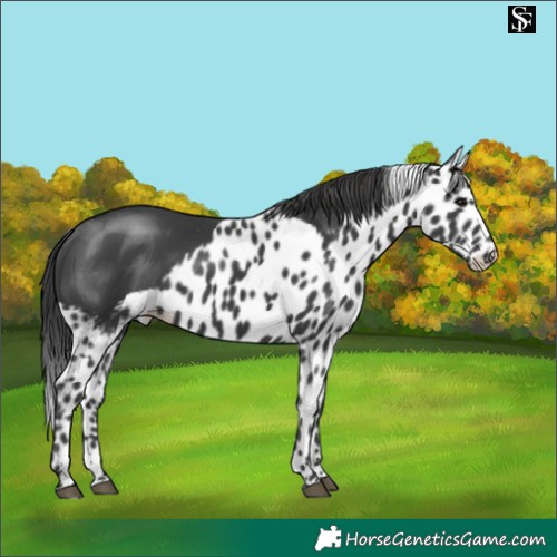 Horse Color:Black Skewed LP Spotted