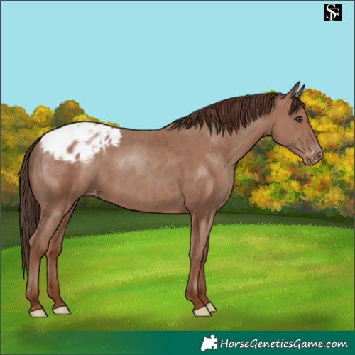 Horse Color:Classic Champagne Skewed Appaloosa 