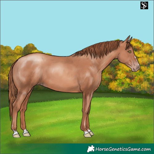 Horse Color:Gold Champagne 