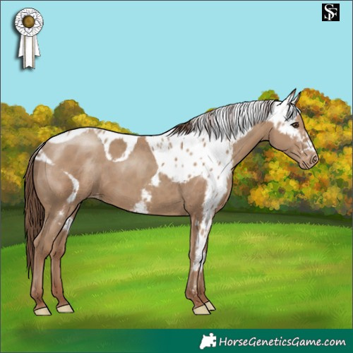 Horse Color:Classic Champagne Skewed LP Spotted 