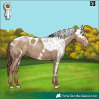 Horse Color:Classic Champagne Skewed Appaloosa 