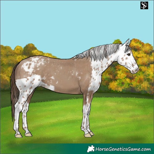 Horse Color:Classic Champagne Skewed LP Spotted 