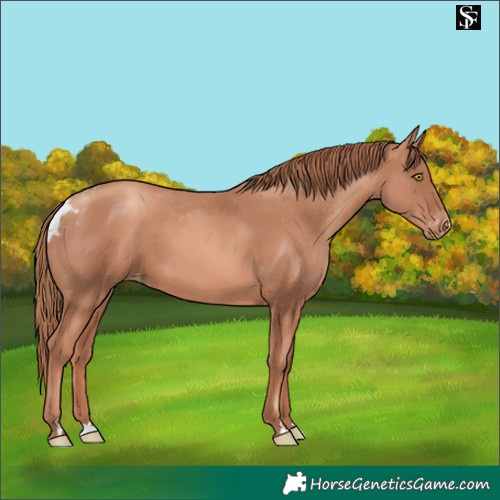 Horse Color:Gold Champagne Skewed Appaloosa 