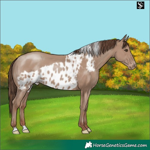 Horse Color:Classic Champagne Skewed LP Spotted 