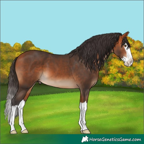 Horse Color:Bay Splash 