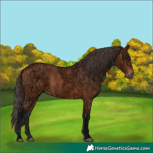 Horse Color:Bay Ice Rabicano 