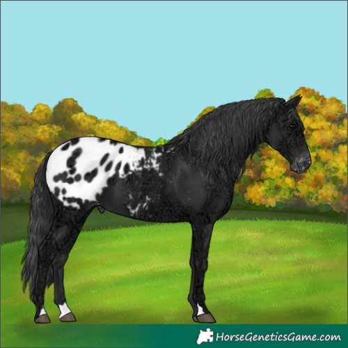 Horse Color:Black Ice Appaloosa
