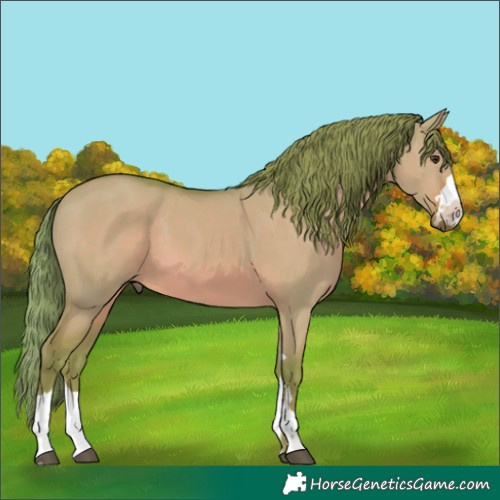 Horse Color:Watercolor Red Dun 