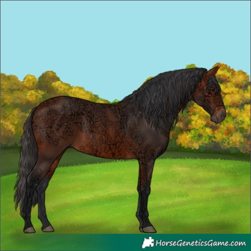 Horse Color:Bay Ice Rabicano