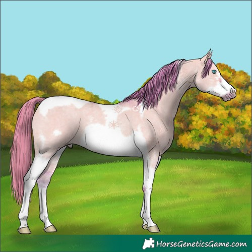 Horse Color:Watercolor Red Dun Sabino Tobiano Frame