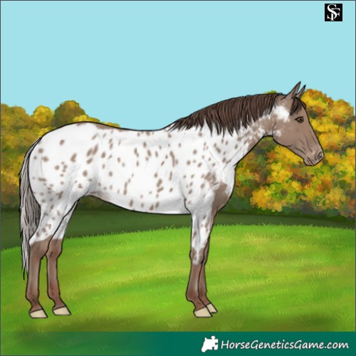 Horse Color:Classic Champagne Skewed Appaloosa