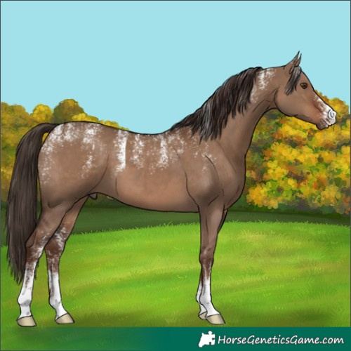 Horse Color:Powder White Liver Red Dun 