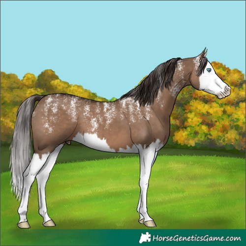 Horse Color:Powder White Liver Red Dun Splash 