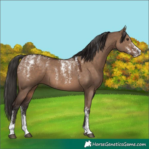 Horse Color:Powder White Liver Red Dun