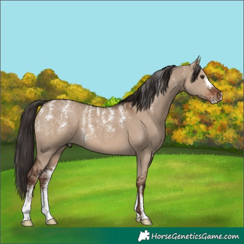 Horse Color:Powder White Liver Red Dun
