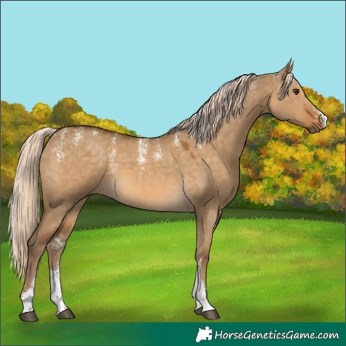Horse Color:Powder White Chocolate Palomino Dun