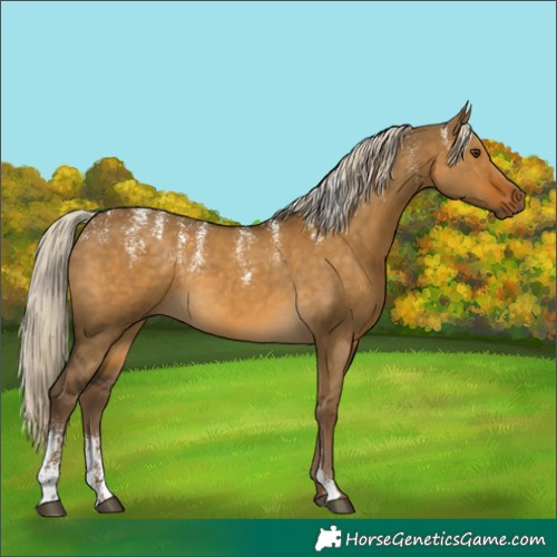 Horse Color:Powder White Chocolate Palomino Dun Rabicano 