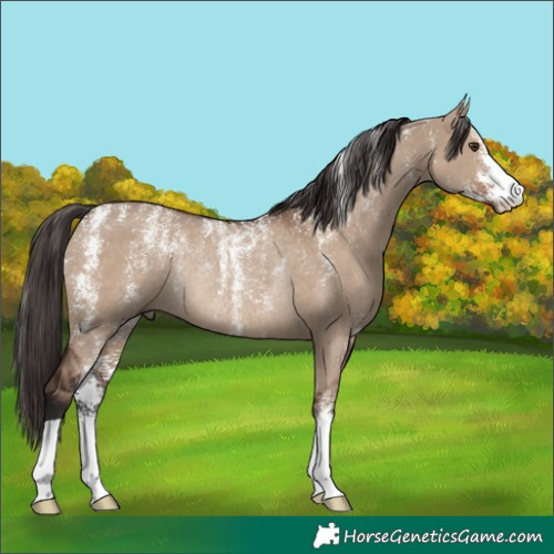 Horse Color:Powder White Liver Red Dun Rabicano 
