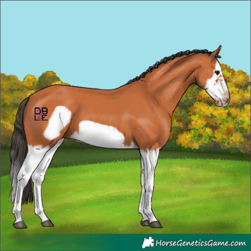 Horse Color:Bay Splash Frame 
