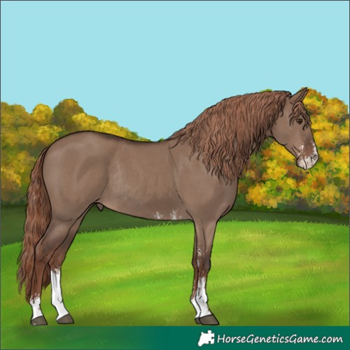 Horse Color:Liver Red Dun Sabino Rabicano 