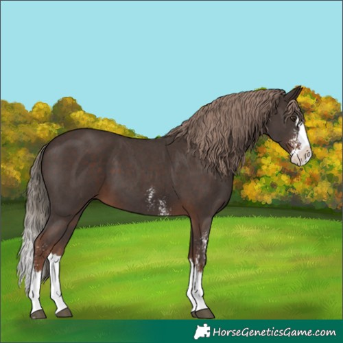 Horse Color:Liver Chestnut Sabino Splash