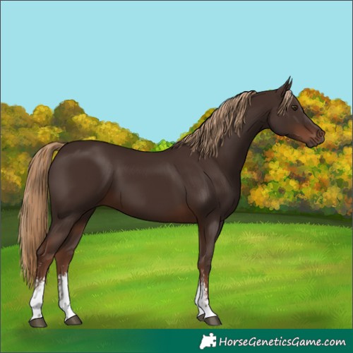 Horse Color:Liver Chestnut Sabino 